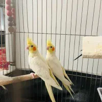 جوجه عروس هلندی درشت و کشیده