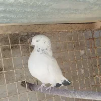 کبوتر|پرنده|خوانسار, |دیوار