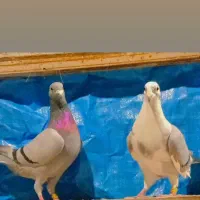 نر ماده دهن خورده شجر دار نسل قهرمان