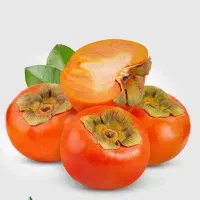 توزیع نهال خرمالو شنگ