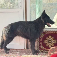 سگ ژرمن شولاین اصیلل