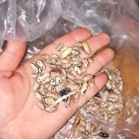 پاچ باقالی پر محصول۳۷۰