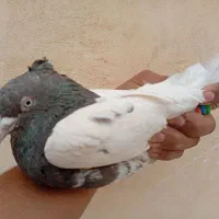 کله ای قهوه ای نر|پرنده|باغ بهادران, |دیوار