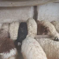 14راس بره|حیوانات مزرعه|حمیل, |دیوار