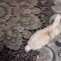 خرگوش