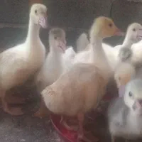 غاز بوقلمون مرغ