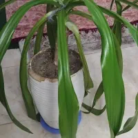 گل طبیعی|گل و گیاه طبیعی|اصفهان, خواجه عمید|دیوار