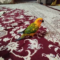 طوطی خورشیدی ماده هشت ماهه|پرنده|یزد, |دیوار