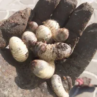 طعمه ماهیگیری.پت درختی.لارو