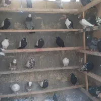 تعدادی کبوتر برای فروش سینه طوقی سیا  سرخ چشنوک س|پرنده|مبارکه, |دیوار