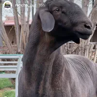 گوسفند پرواری عرضه گوشت خوب در محل شما