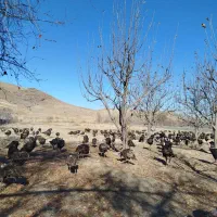 بوقلمون محلی مخصوص شب یلدا|حیوانات مزرعه|اهر, |دیوار