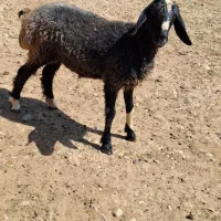 بره|حیوانات مزرعه|شیراز, وحدت|دیوار
