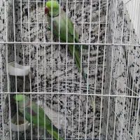 فروش دو عدد شاه طوطی نر کینگ سایز|پرنده|ری, جوانمرد قصاب|دیوار