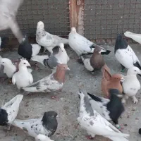 تعدادی کبوتر مقبول بفروش میرسد