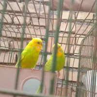 مرغ عشق
