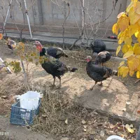 بوقلمون|حیوانات مزرعه|بناب, |دیوار