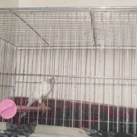 قناری سفید و طلایی