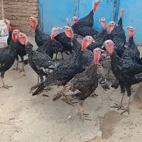 بوقلمون