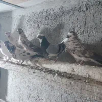 کفترپرشی|پرنده|گلپایگان, |دیوار