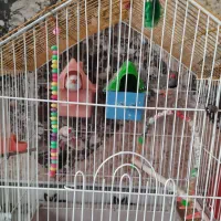 سه عدد فنج سرحال