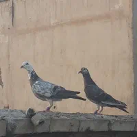 گوره پلاکی