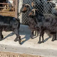 بز محلی|حیوانات مزرعه|بهبهان, |دیوار