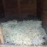 لانیه حیوان|لوازم جانبی حیوانات|شاندیز, |دیوار