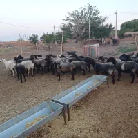 میش|حیوانات مزرعه|صفادشت, |دیوار