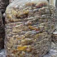 خرما شاهانی