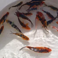 ماهی کوی|ماهی|مشهد, شهرک صنعتی توس|دیوار