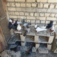 کبوتر نقشی و پرشی