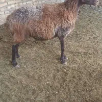 میش بز