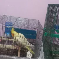 عروس هلندی نر و ماده نر سخنگو