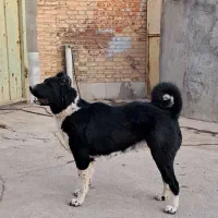 لاسه قدریجونی|سگ|حبیب آباد, |دیوار