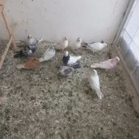 کفتر گرفتنی