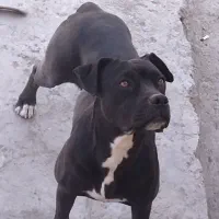 پیت بول.بول بول .نگهبان .حرفگوش کن