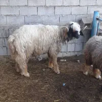 میش داشتی|حیوانات مزرعه|مسجد سلیمان, |دیوار