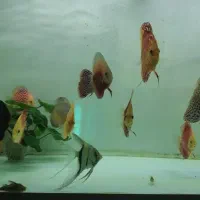 ماهی دیسکس|ماهی|قوچان, |دیوار