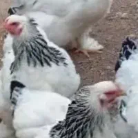 مرغ و خروس و تخم مرغ نطفه دار برهما لایت