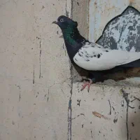 سینه سیاه گرفتنی