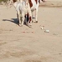 بز مطفل و ابستن و کهره نر و ماده