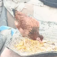 مرغ و خروس|حیوانات مزرعه|ایرانشهر, |دیوار