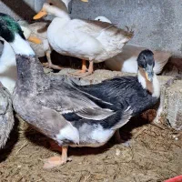 اردک نر و ماده تخم گذار