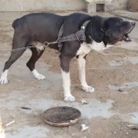 سگ خراسانی و افغان نر