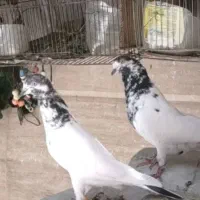 کفتر یک جفت تیدی  پاکستانی  بلندپرواز نر و ماده|پرنده|شیراز, رکن‌آباد|دیوار