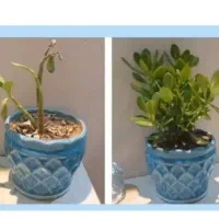 کود های گیاهی|گل و گیاه طبیعی|شاهین‌شهر, فردوسی|دیوار