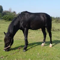 نریان سال ۸ باری سواری