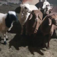 بره نر