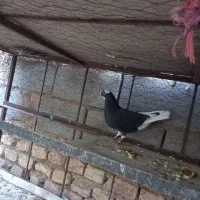 جفت پلنگ با یکی جوجه|پرنده|بافق, |دیوار